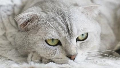 世界杯直播软件官网入口-韩佳奇：富力主导了比赛 点球大战输球是我的问题